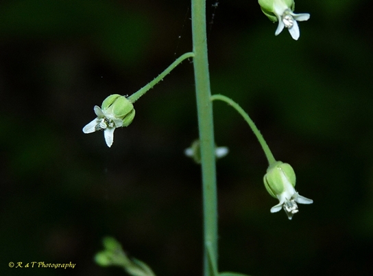 {Boechera canadensis}